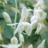 Bio Care Face Mask Flowers